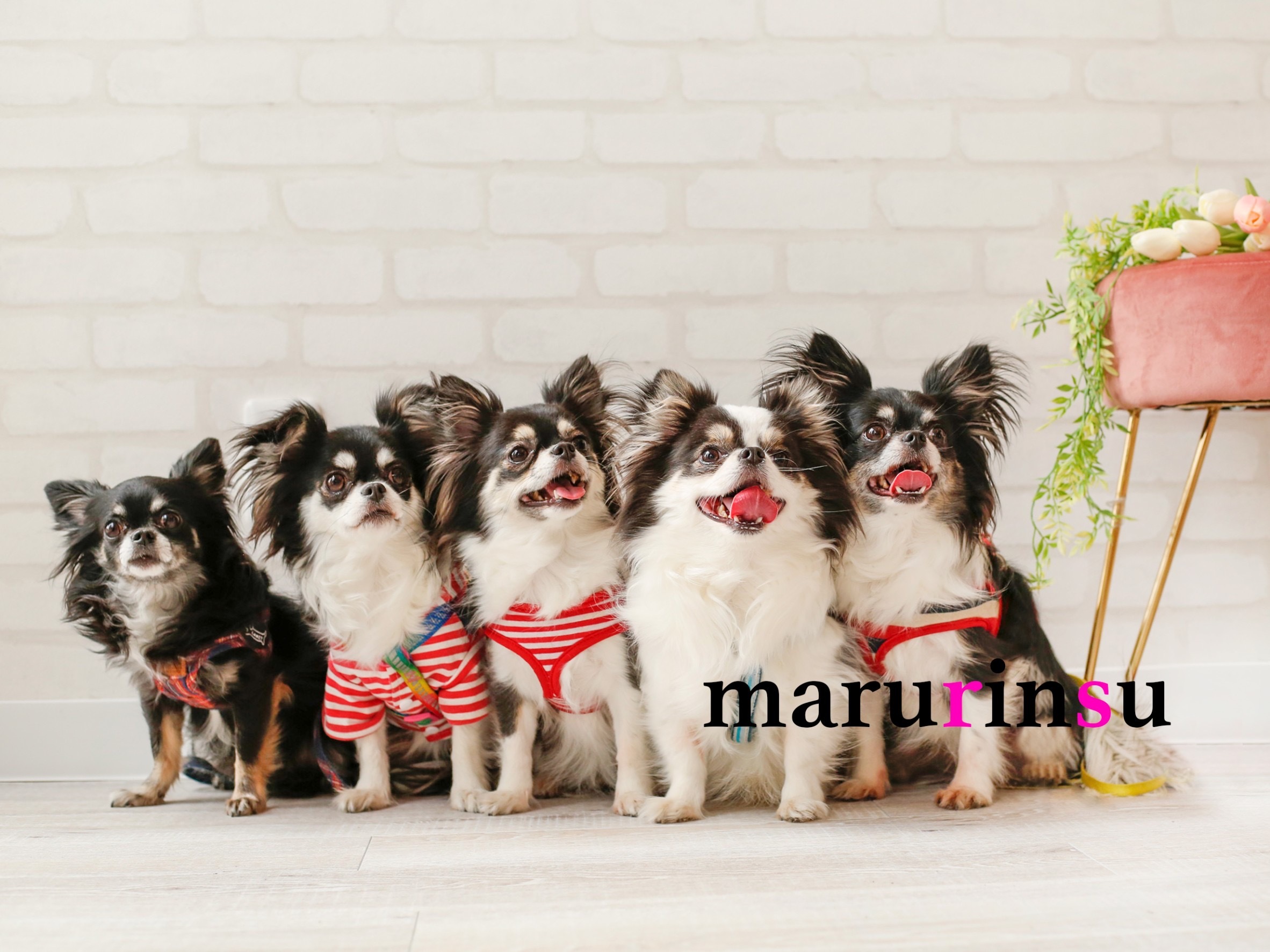 welcom marurinsu